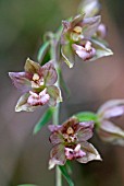 EPIPACTIS HELLEBORINE; BRITISH NATIVE BROAD-LEAVED HELLEBORINE ORCHID