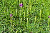 HERMINIUM MONORCHIS, ANACAMPTIS PYRAMIDAL AND GYMNADENIA CONOPSEA