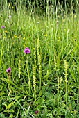 HERMINIUM MONORCHIS, ANACAMPTIS PYRAMIDAL AND GYMNADENIA CONOPSEA