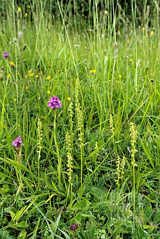 HERMINIUM_MONORCHIS_ANACAMPTIS_PYRAMIDAL_AND_GYMNADENIA_CONOPSEA