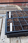 ONION LABELLED SEED TRAY