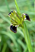 IRIS TUBEROSA, (SYN. HERMODACTYLUS TUBEROSUS)