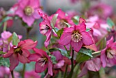 HELLEBORUS ROSEMARY