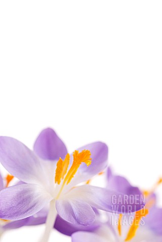 CROCUS_TOMMASINIANUS_BARRS_PURPLE