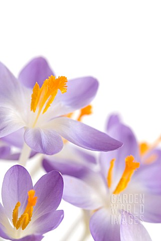 CROCUS_TOMMASINIANUS_BARRS_PURPLE