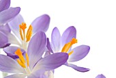 CROCUS TOMMASINIANUS BARRS PURPLE