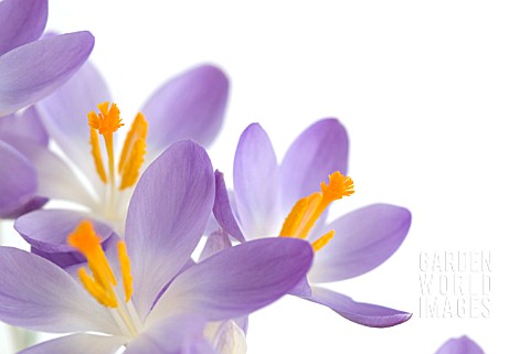 CROCUS_TOMMASINIANUS_BARRS_PURPLE