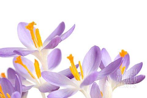 CROCUS_TOMMASINIANUS_BARRS_PURPLE