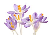 CROCUS TOMMASINIANUS BARRS PURPLE