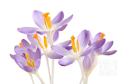 CROCUS_TOMMASINIANUS_BARRS_PURPLE