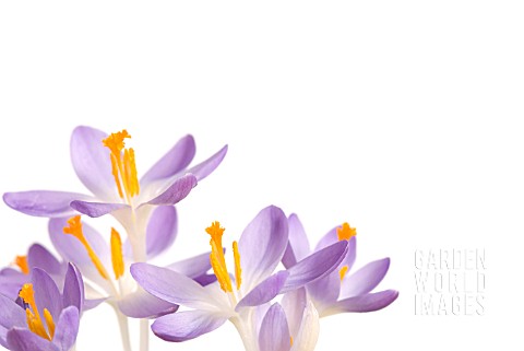 CROCUS_TOMMASINIANUS_BARRS_PURPLE