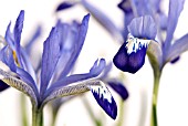 IRIS RETICULATA CLAIRETTE