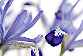 IRIS RETICULATA CLAIRETTE