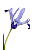 IRIS RETICULATA CLAIRETTE