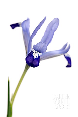 IRIS_RETICULATA_CLAIRETTE