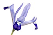 IRIS RETICULATA CLAIRETTE