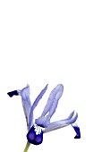 IRIS RETICULATA CLAIRETTE