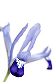 IRIS RETICULATA CLAIRETTE