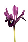 IRIS HISTRIOIDES GEORGE