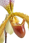 PAPHIOPEDILUM ORCHID