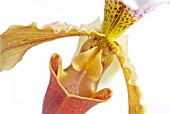 PAPHIOPEDILUM ORCHID