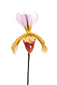 PAPHIOPEDILUM ORCHID