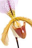 PAPHIOPEDILUM ORCHID