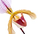 PAPHIOPEDILUM ORCHID