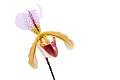 PAPHIOPEDILUM ORCHID