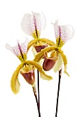 PAPHIOPEDILUM ORCHID