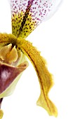 PAPHIOPEDILUM ORCHID