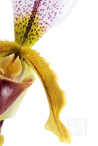 PAPHIOPEDILUM_ORCHID