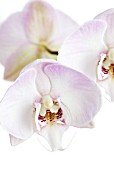 PHALAENOPSIS; MOTH ORCHID