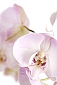 PHALAENOPSIS; MOTH ORCHID FLOWER
