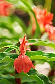 ROSCOEA PURPUREA FORMA RUBRA RED GURKHA