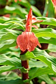 ROSCOEA PURPUREA FORMA RUBRA RED GURKHA