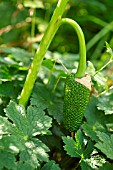 ARISAEMA CONSANGUINEUM SEED HEAD