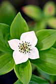 CORNUS CANADENSIS;  CANADIAN DWARF CORNEL