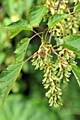 ACER PENSYLVANICUM SEEDS