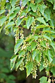 ACER PENSYLVANICUM SEEDS