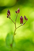 TRICYRTIS FORMOSANA; TOAD LILY BUDS