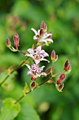 TRICYRTIS FORMOSANA; TOAD LILY