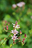 TRICYRTIS FORMOSANA; TOAD LILY