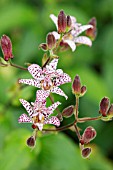 TRICYRTIS FORMOSANA; TOAD LILY