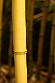 PHYLLOSTACHYS VIVAX AUREOCAULIS