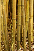 PHYLLOSTACHYS VIVAX AUREOCAULIS