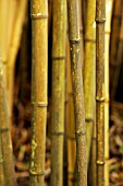 PHYLLOSTACHYS VIVAX AUREOCAULIS