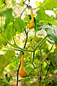 GOURD AUTUMN WINGS