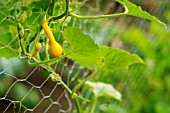 GOURD BABY BOO
