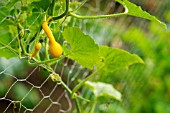 GOURD BABY BOO